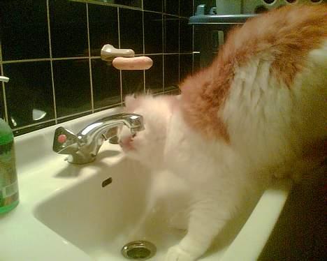 Blanding af racer Quark billede 12