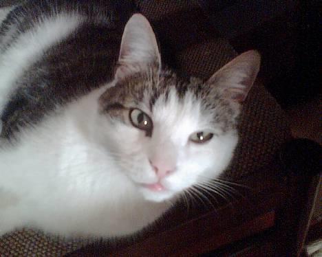 Blanding af racer bandit - så er jeg klar til at få taget billeder billede 1