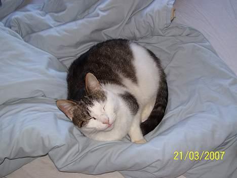 Blanding af racer bandit - du forstyrer min søvn med det kamara billede 2