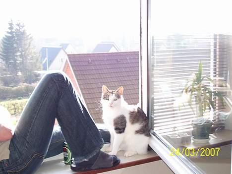 Blanding af racer bandit - dejligt solen skinner og far har sure tæer billede 3