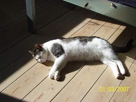 Blanding af racer bandit - ligger og tager lidt sol. syntes selv jeg er for blej billede 5