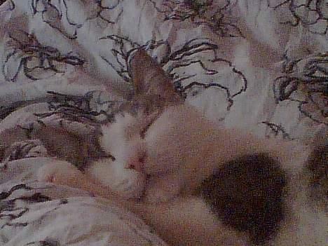 Blanding af racer bandit - zzzzzz billede 6