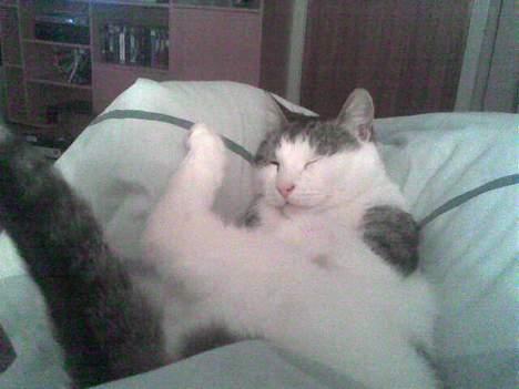 Blanding af racer bandit - sover op af mors ben billede 7