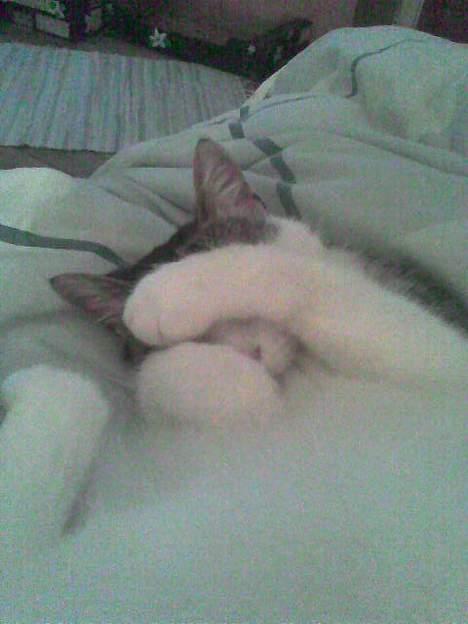 Blanding af racer bandit - gemmer mig for dig mor billede 8