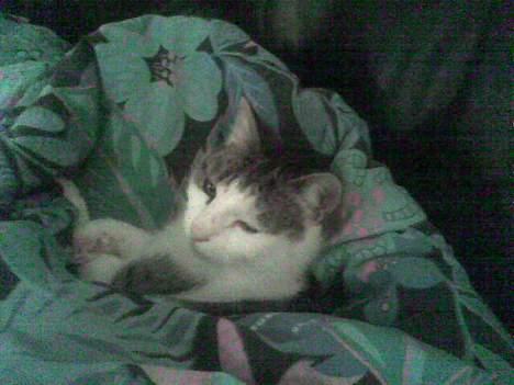 Blanding af racer bandit - putter under dynen billede 9