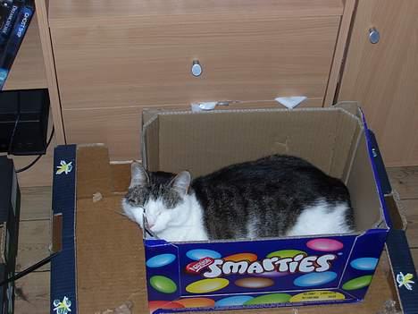 Blanding af racer bandit - jeg kan sagtens ligge her.  billede 10