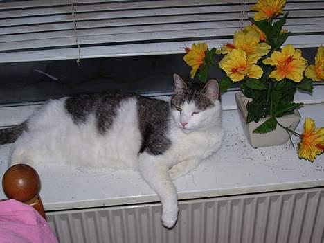 Blanding af racer bandit - sov indtil mor endnu engang vækkede mig billede 11