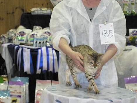 Bengal EC Leopardette´s Atlas - Några bilder från vår sista utställning, i Trondheim Norge.... det gick mycket bra billede 9