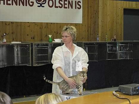 Bengal EC Leopardette´s Atlas - Atlas blev Best in show båda dagarna!! Och totalt blev det 8 BIS!!!!!!!!!! billede 10