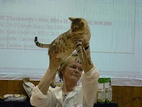 Bengal EC Leopardette´s Atlas - Nu ska vi snart åka på nästa utställning och ni får hålla tummarna för mig!!!! billede 11
