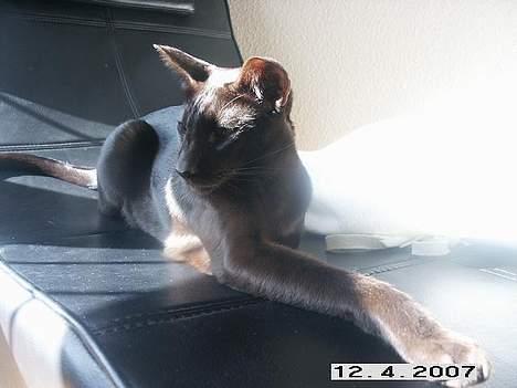 Orientaler Dini billede 9