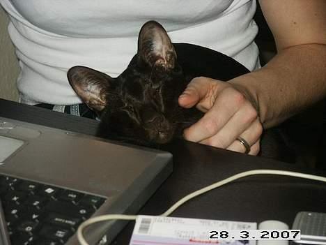 Orientaler Dini billede 10