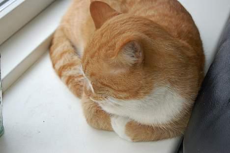 Huskat oliver - ligger du og slikker sol..... billede 8