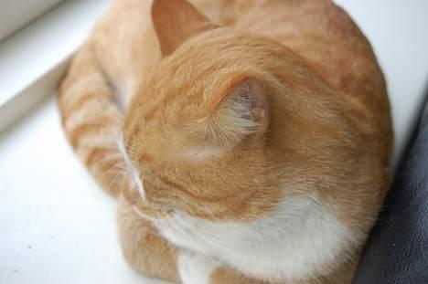 Huskat oliver - imens at du sover zZzzZ billede 9