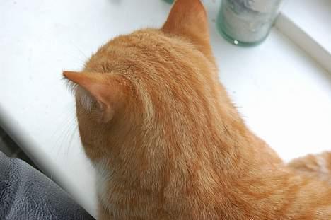 Huskat oliver - hihi!! billede 10