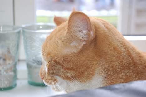 Huskat oliver - misse mis mijav billede 11