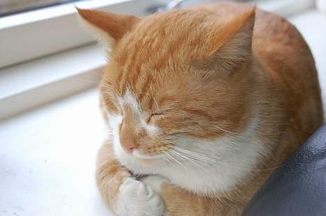 Huskat oliver - er det dejligt var olde missen....<33 billede 12