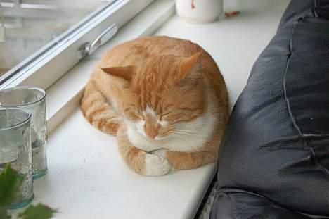 Huskat oliver - det ser i hvertfald ud til at han nyder det.... :-) billede 13