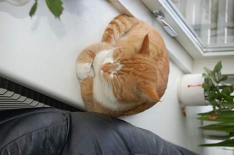 Huskat oliver - nu vender du på siden... billede 14