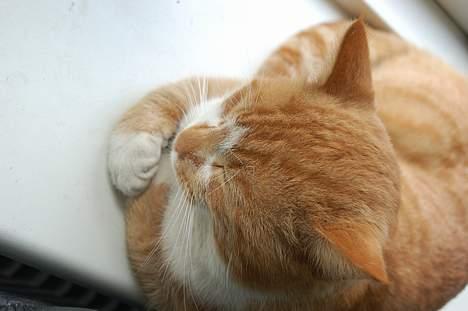 Huskat oliver - OLDE!... man kan ikke vække den kat når den sover.... hihi billede 15