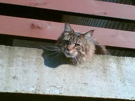 Maine Coon Tabby - Jeg er en vagtkat. Om sommeren når jeg ligger ude på altanen, holder jeg øje med alt og alle, der kommer forbi vores vej.  billede 9