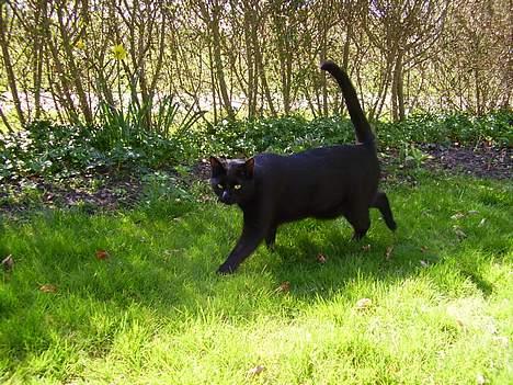 Huskat Bamse R.I.P - D. 14/04-07 Bamse ude og snuse i den nye have billede 6