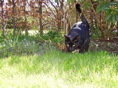 Huskat Bamse R.I.P - D. 14/04-07 billede 7