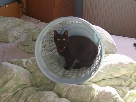 Blanding af racer Solo  - Sole venter på sit bytte (hunden) - mar. 2007 billede 11