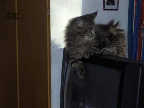 Maine Coon Axis mundi hambus  - fra fjernsynet kan jeg se alt billede 1
