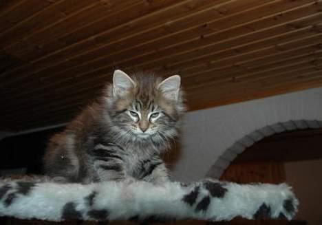 Maine Coon Axis mundi hambus  - det er mig som ca 12 uger gammel billede 2