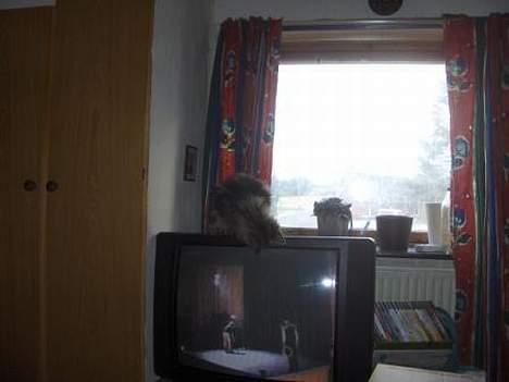 Maine Coon Axis mundi hambus  - det er nu spændende det der er i tv billede 3