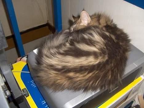 Maine Coon Axis mundi hambus  - det havde været rart med en kurv istedet for billede 4