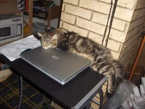 Maine Coon Axis mundi hambus  - det  er de mest underlige steder man skal ligge sig for at være i fred billede 5