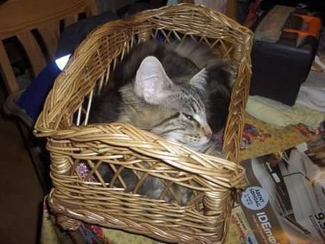 Maine Coon Axis mundi hambus  - det er lige før at den sofa er for lille billede 6