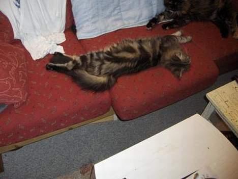 Maine Coon Axis mundi hambus  - ligger lige og slænger mig billede 7