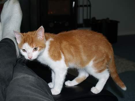 Huskat Choko - Choko kort tid efter vi fik ham billede 2