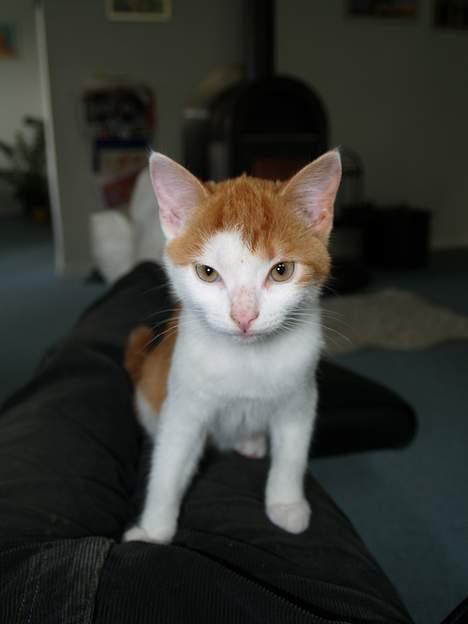 Huskat Choko - Har du noget oppe ved det kamara..? noget mad måske? billede 3