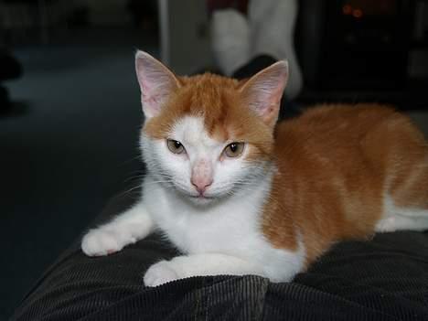 Huskat Choko - Må jeg ligge mig ned mens du tager billeder? billede 4