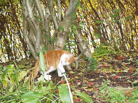 Huskat Choko - Min første dag i haven billede 5