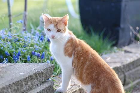 Huskat Choko - Jeg var ike på vej op i dit blomsterbed :P billede 6