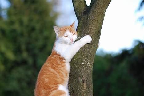 Huskat Choko - Jeg leger bare dovendyr. Jeg er meget god billede 7