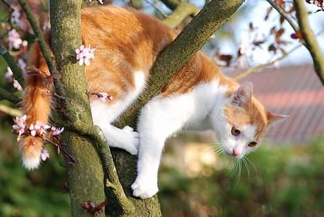 Huskat Choko - Hov. Der var en fugl.. billede 8