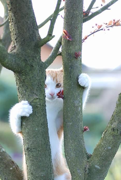Huskat Choko - I kan ikke finde mig  Ha Ha billede 9
