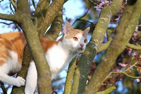 Huskat Choko - Jeg elsker bare at klatrer i træer. billede 10