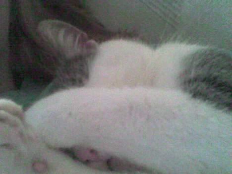 Blanding af racer bandit - jeg kan ikke se dig så kan du vel heller ikke se mig???? billede 12