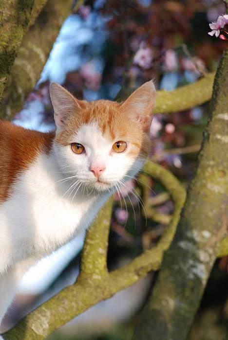 Huskat Choko - Hov tager du nu billede igen. Jeg var lige ved at fange en KÆMPE fugl. billede 11