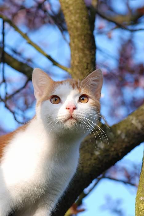 Huskat Choko - Hov hvad er der der oppe? Stop med at tage billeder af mig.  billede 12