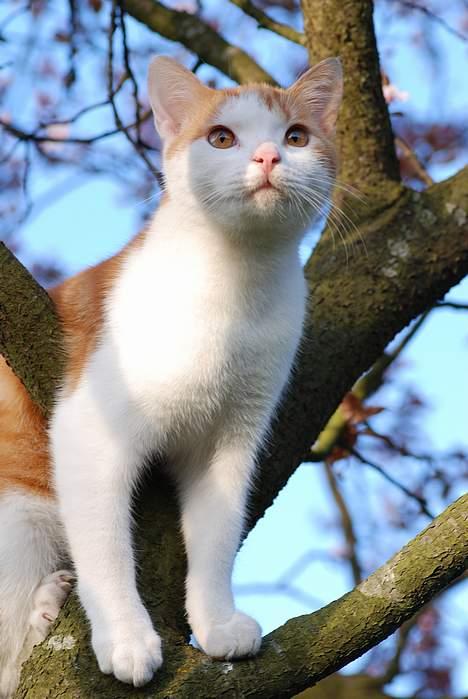 Huskat Choko - Der står en gren i vejen, så kan jeg ikike fange noget billede 13