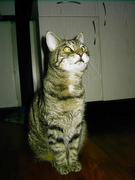 Blanding af racer hannibal billede 10