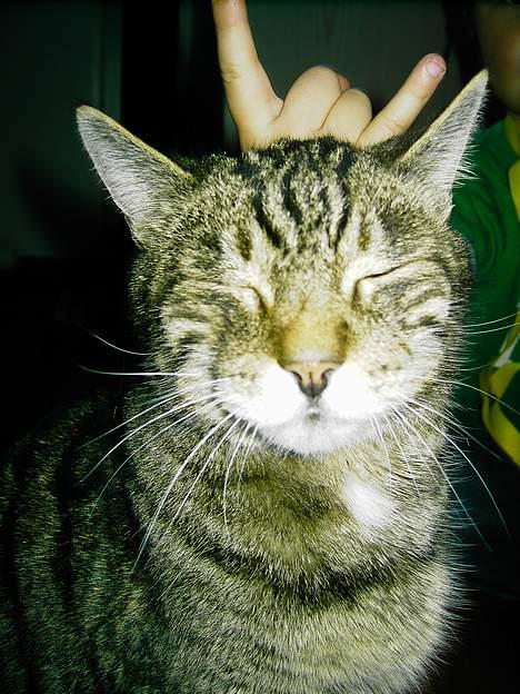 Blanding af racer hannibal billede 11